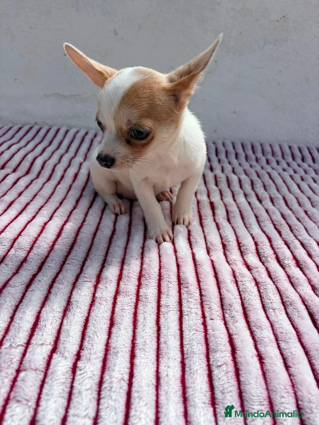 Chihuahua perros en venta: Chihuahua toy  - Anuncio 2