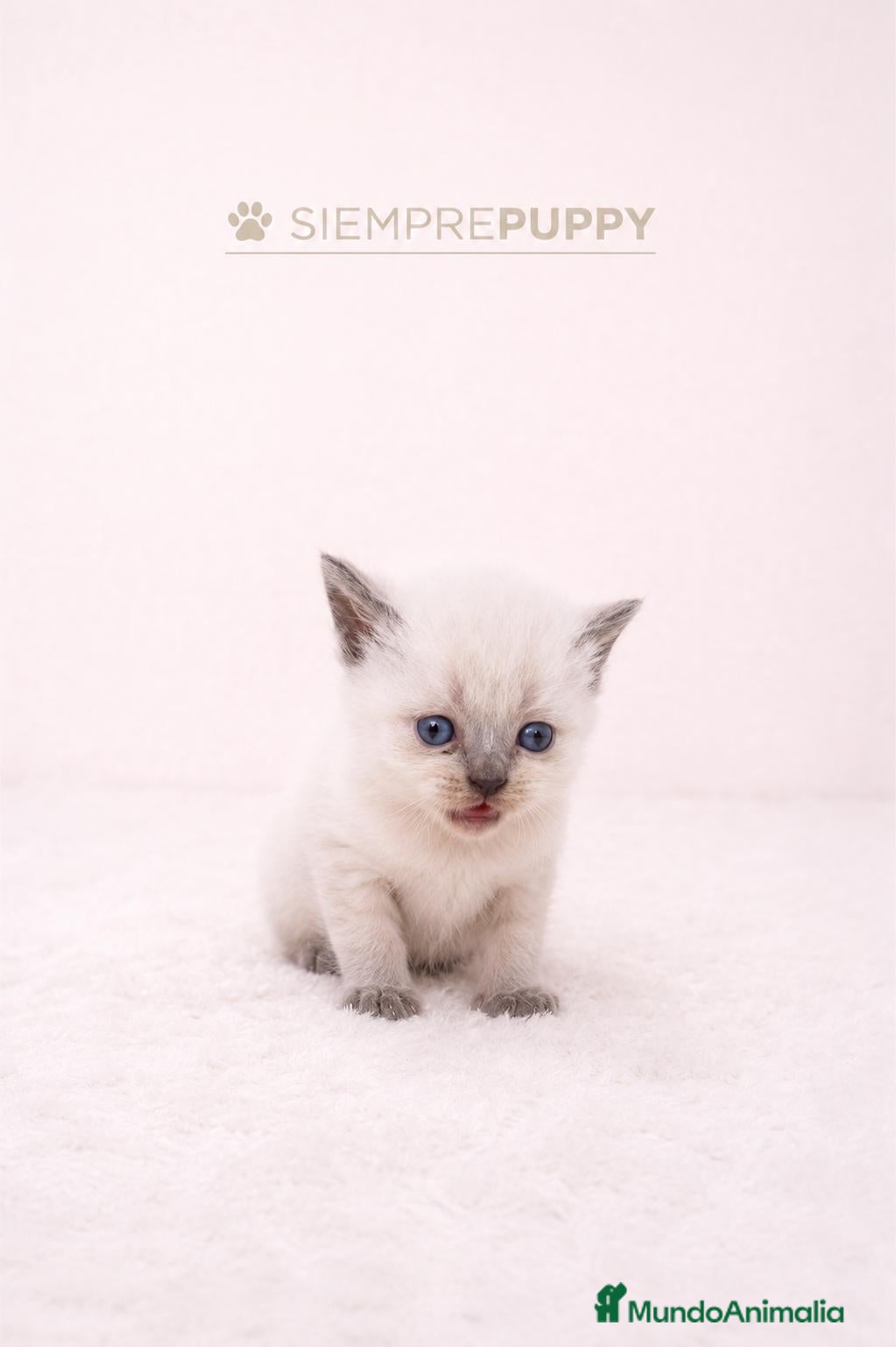 Británico de Pelo Corto gatos BRITISH SHORTHAIR - Anuncio 1