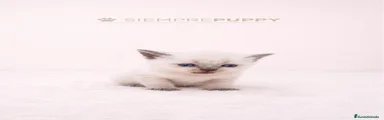 Británico de Pelo Corto Gatito 1