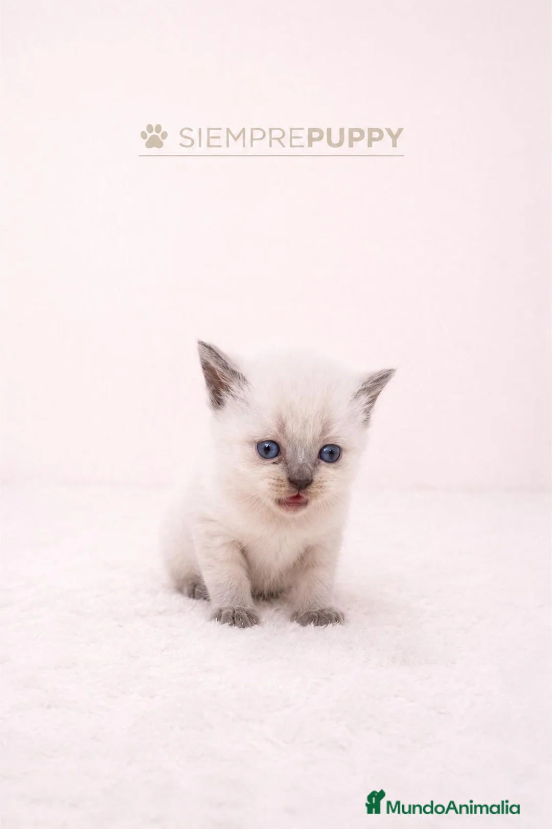 Británico de Pelo Corto gatos en venta: BRITISH SHORTHAIR - Anuncio 1
