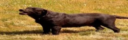 Labrador Retriever perros en venta: labrador chocolate  - Anuncio 3