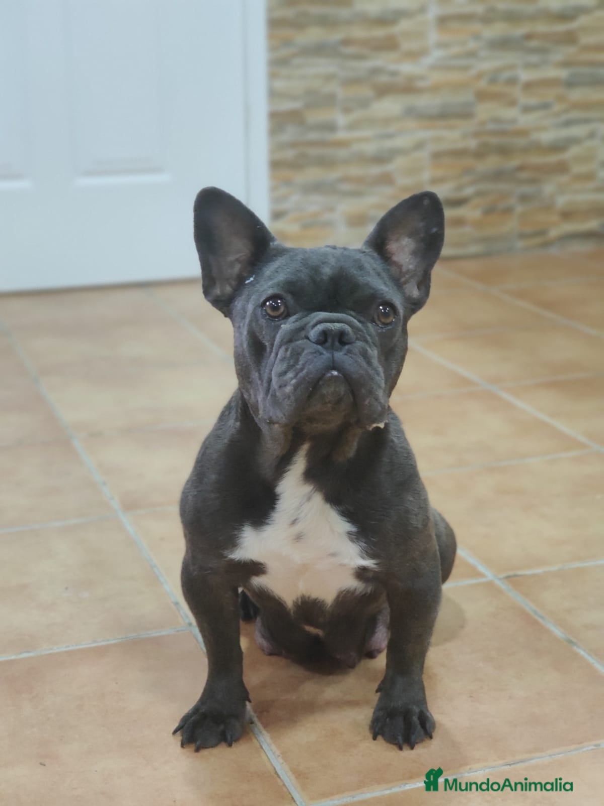 Bulldog Francés perros Bulldog francés adulta - Anuncio 2