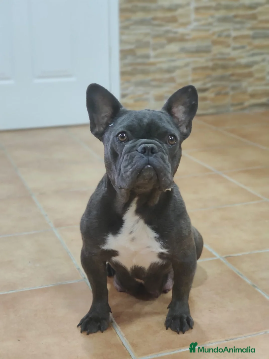 Bulldog Francés perros en venta: Bulldog francés adulta - Anuncio 1