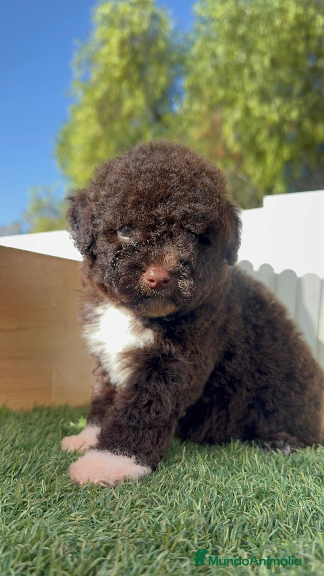 Perro de Agua Español perros en venta: PERRO DE AGUA ESPAÑOL HEMBRA - Imagen 19