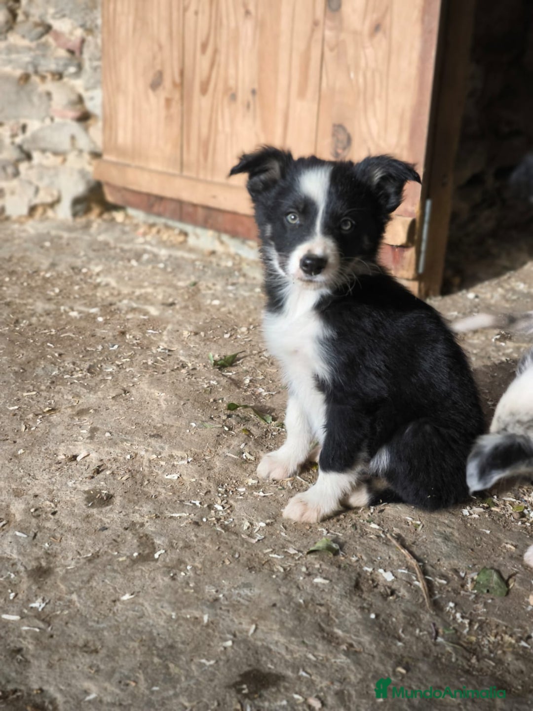 Border Collie perros en venta: Cachorros border collie 2 meses  - Anuncio 1