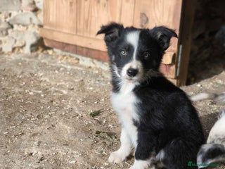 Border Collie perros Cachorros border collie 2 meses - Anuncio 1