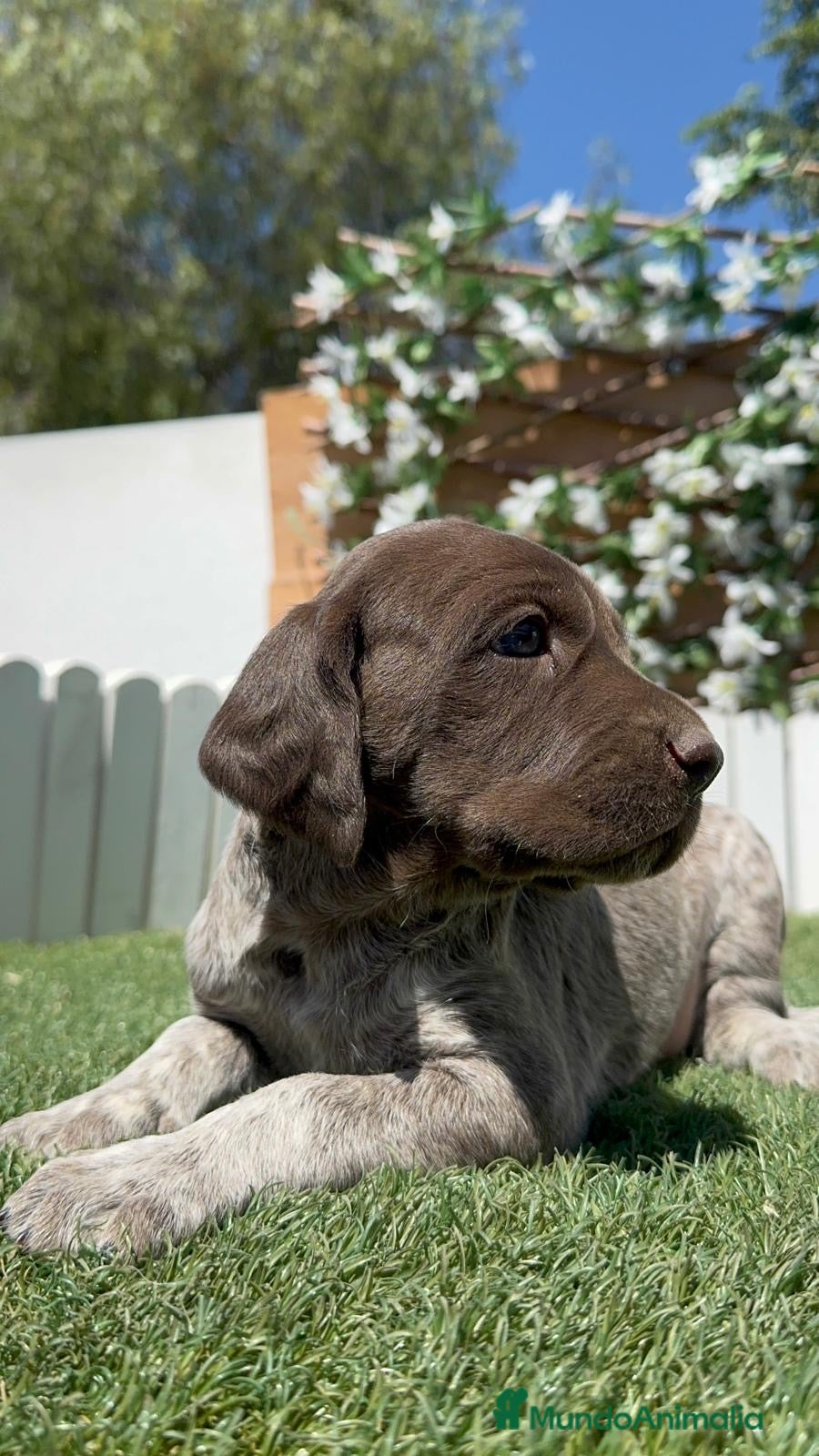 Braco Alemán de Pelo Corto perros BRACO ALEMAN - Anuncio 2