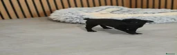 Chihuahua perros en venta: Chihuahua Toy Machitos - Anuncio 15