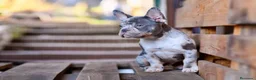 Bulldog Francés perros en venta: BULLDOG FRANCES - MADRID - ENTREGA  - Anuncio 6