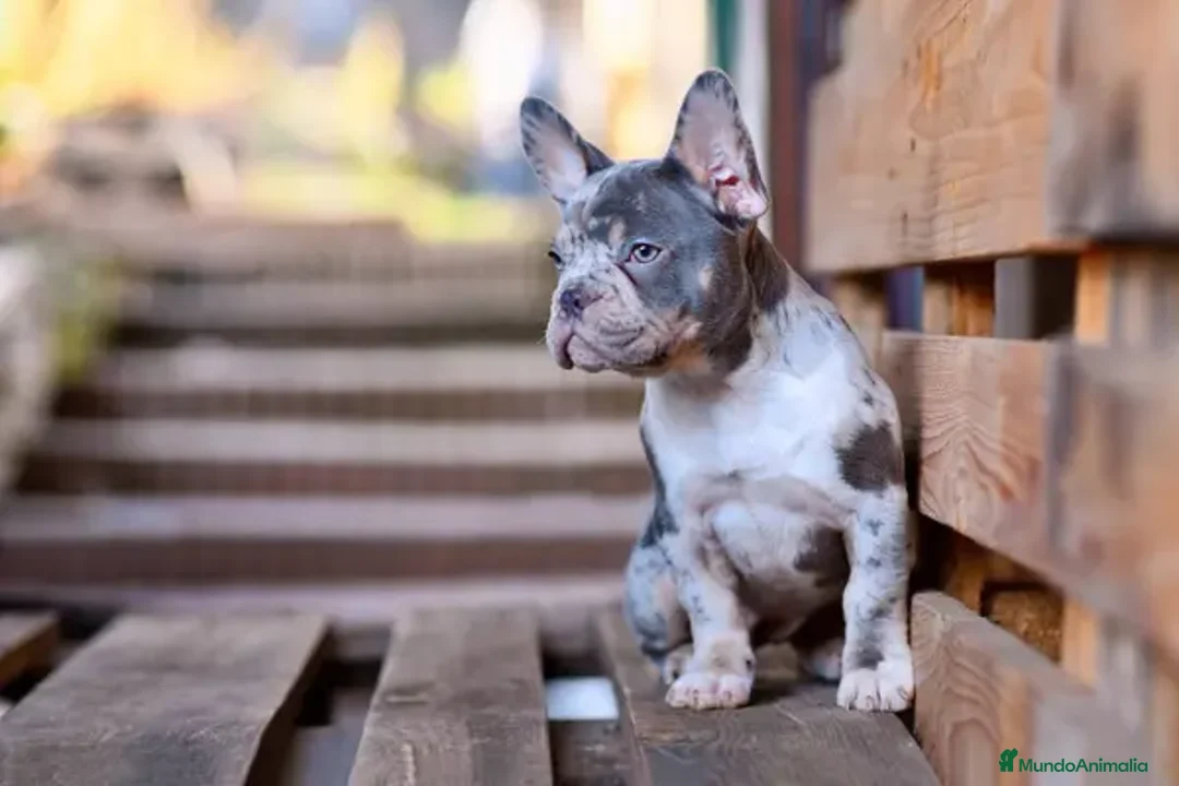 Bulldog Francés perros en venta: BULLDOG FRANCES - MADRID - ENTREGA  - Anuncio 6