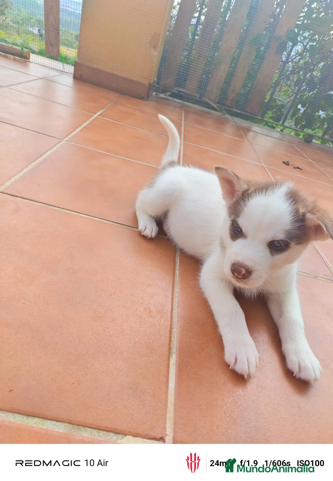 Husky Siberiano perros en venta: Husky  - Anuncio 1