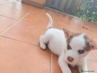 Husky Siberiano perros Husky - Anuncio 1