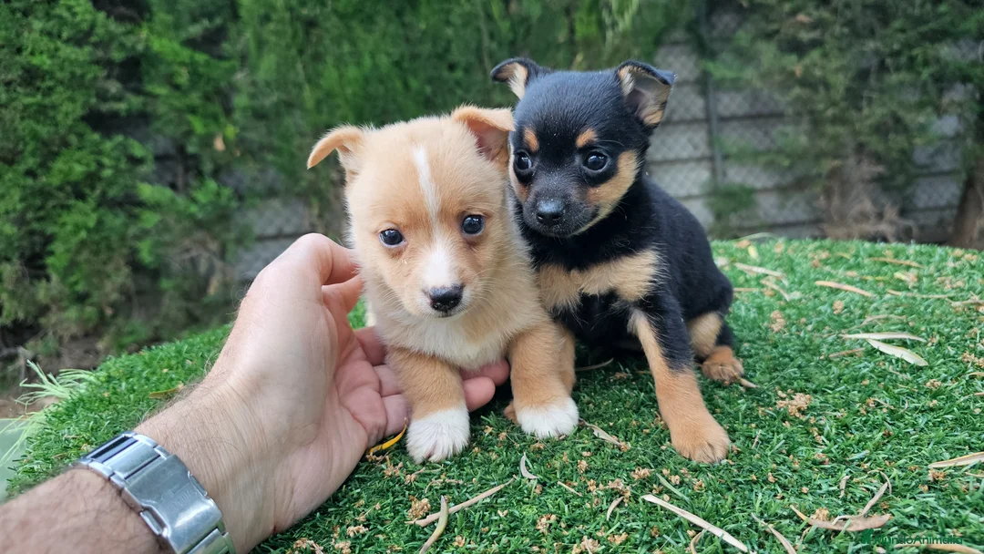 Raza Mixta perros en venta: Cachorritos mini toy  - Anuncio 2