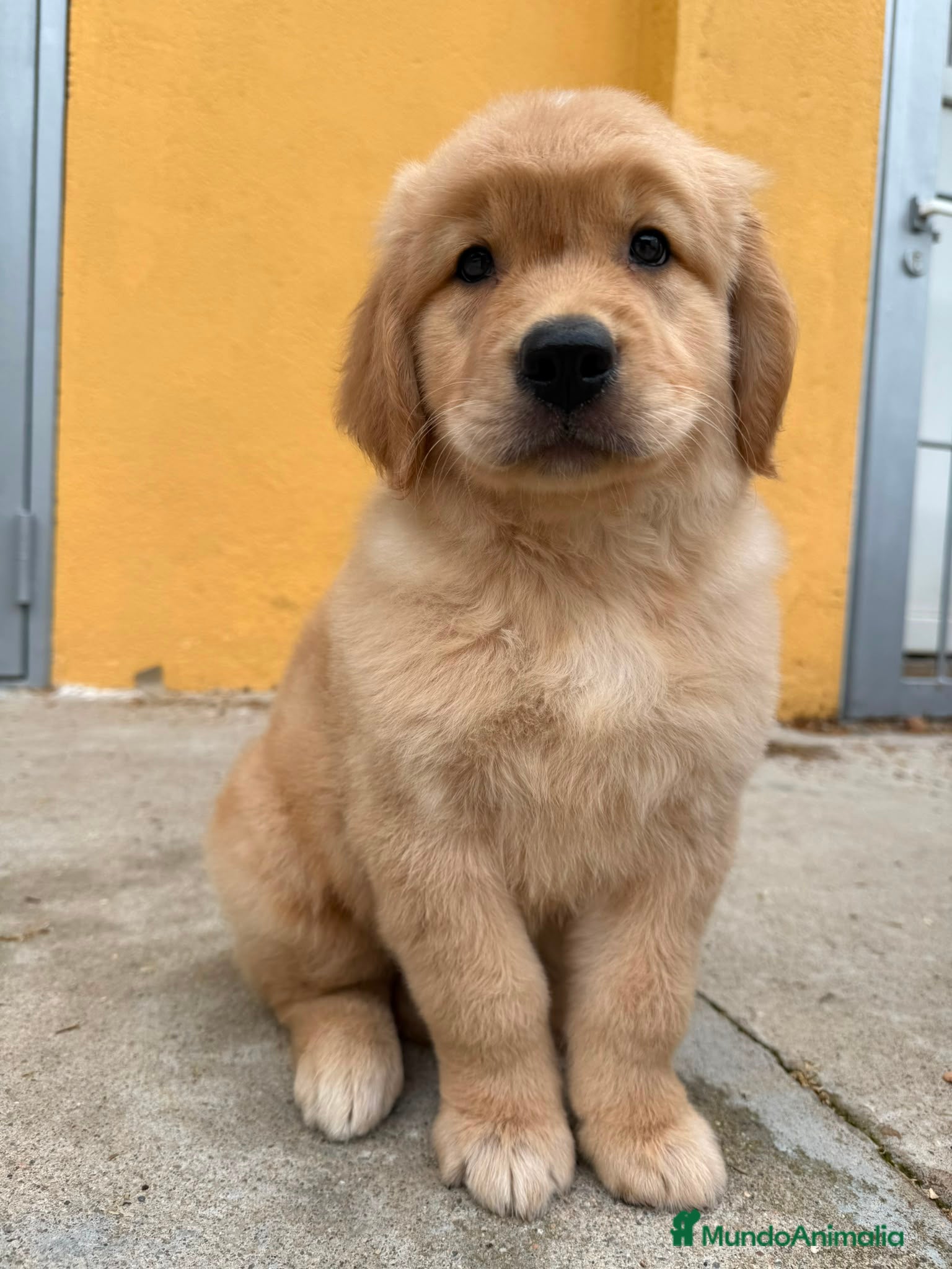Golden Retriever perros Golden Retriever  - Anuncio 1