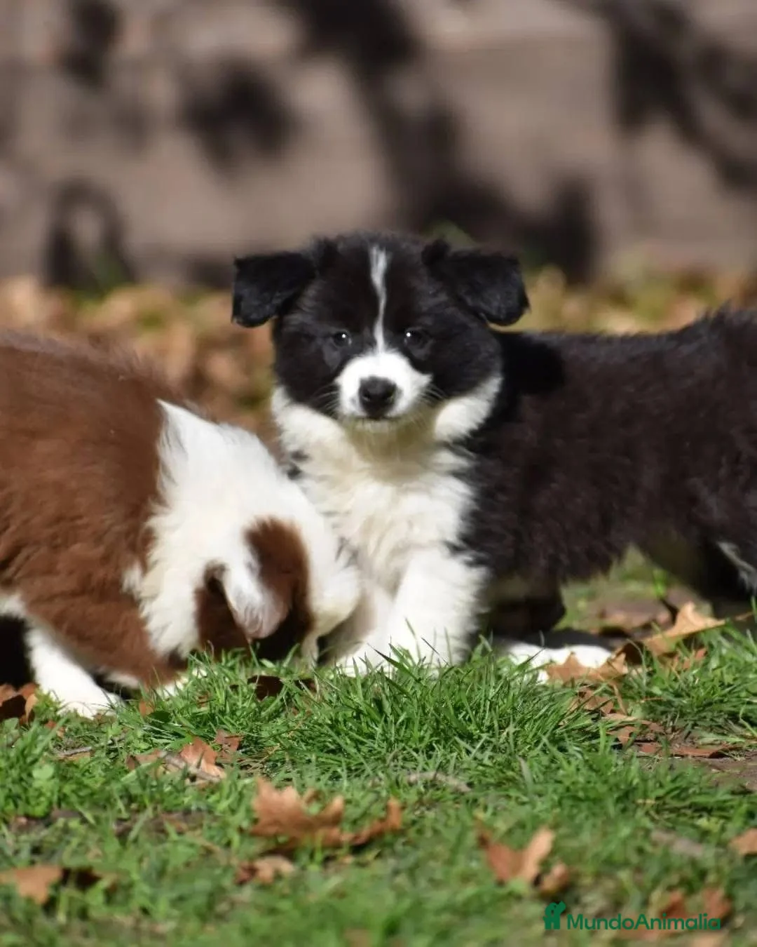 Border Collie perros en venta: BORDER COLLIE MERLE  631 67 03 85 en Sevilla - Anuncio 4