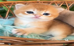 Británico de Pelo Corto gatos en venta: Gatitos brittish - Imagen 2