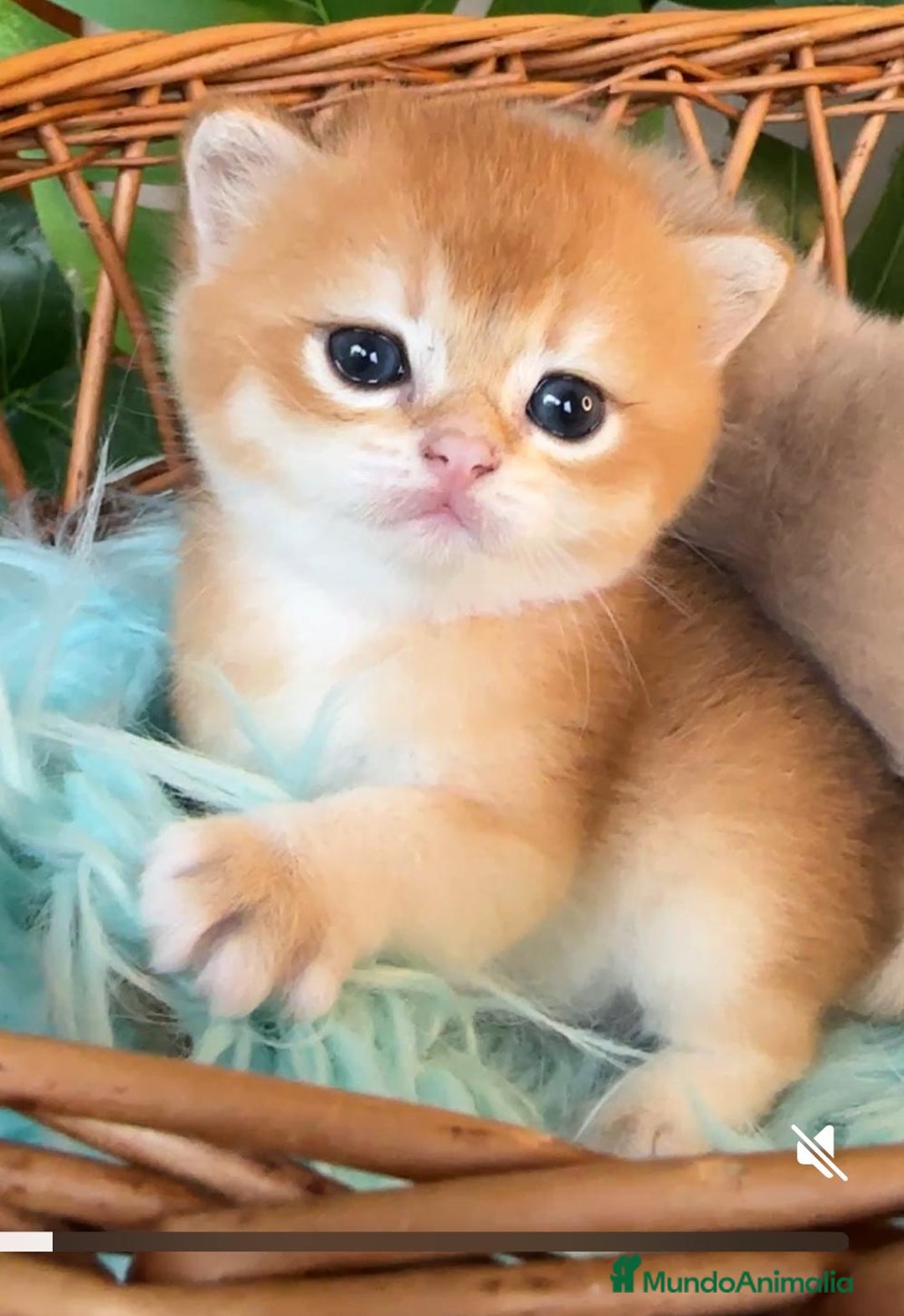 Británico de Pelo Corto gatos en venta: Gatitos brittish - Imagen 2