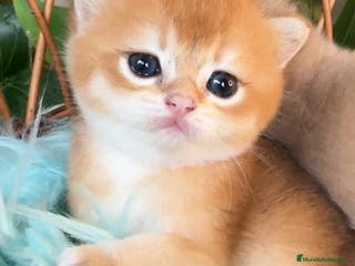 Británico de Pelo Corto gatos Gatitos brittish - Anuncio 6