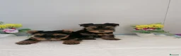 Yorkshire Terrier perros en venta: Preciosa camada de yorshire  - Anuncio 4