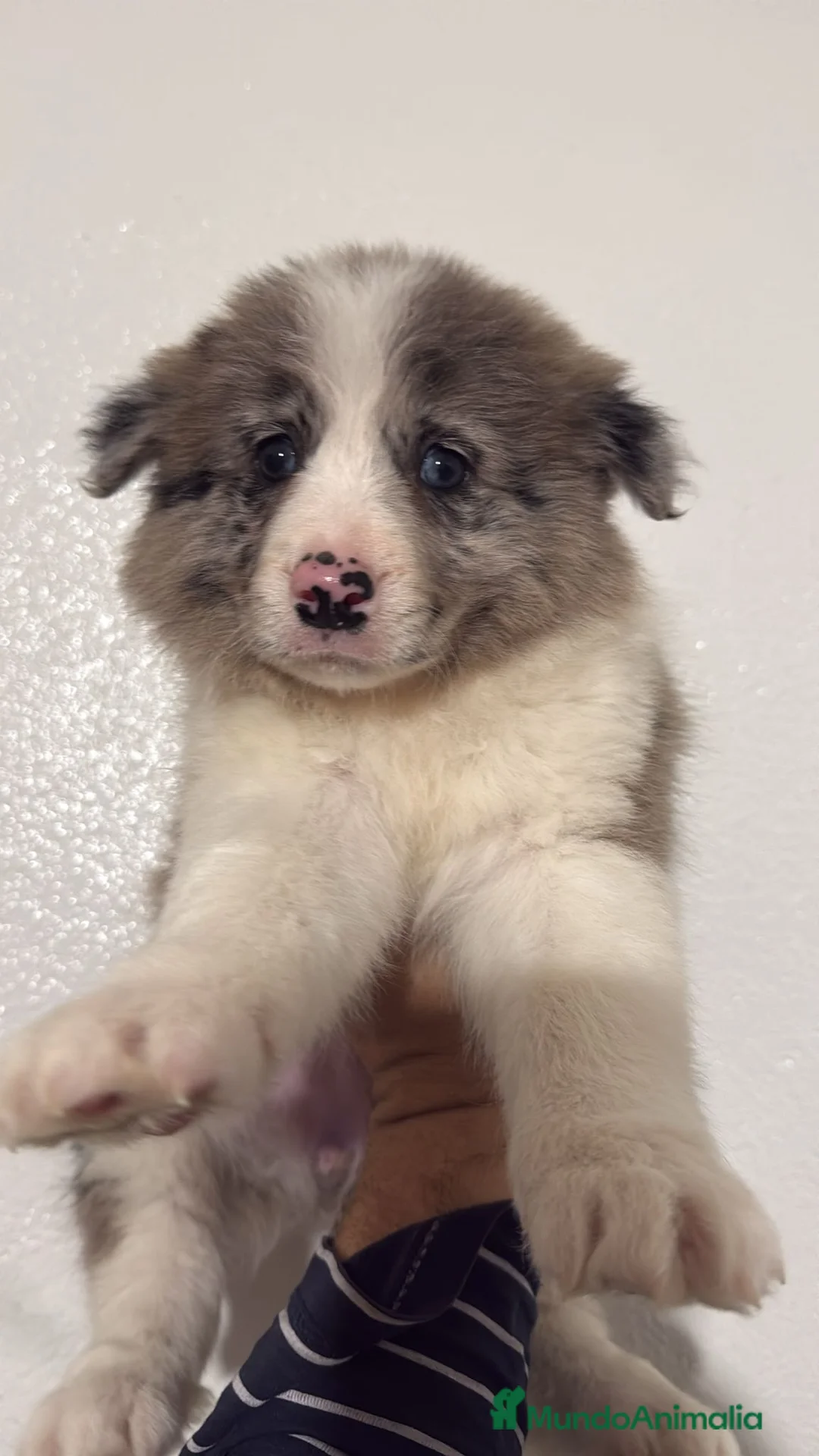 Border Collie perros en venta: BORDER COLLIE , VARIOS COLORES DISPONIBLES en Barcelona - Anuncio 1