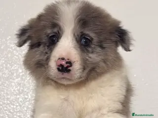 Border Collie perros BORDER COLLIE , VARIOS COLORES DISPONIBLES en Barcelona - Anuncio 5