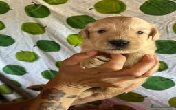 Goldendoodle perros en venta: Goldendoodle  - Imagen 11
