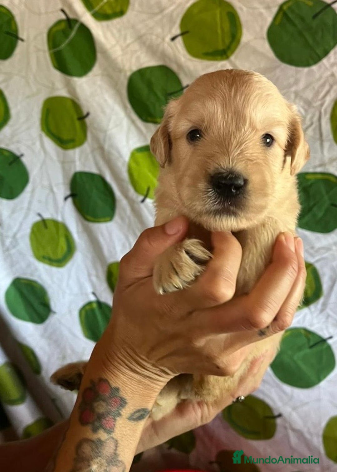 Goldendoodle perros en venta: Goldendoodle  - Imagen 11