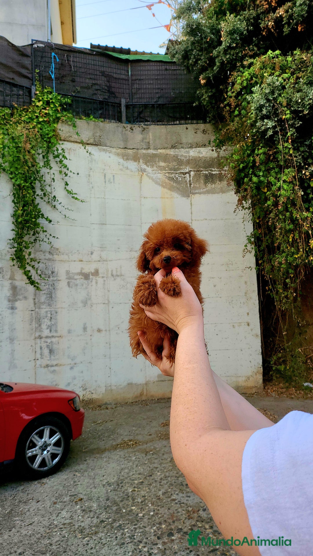 Caniche Toy perros en venta: Caniche teddy asiáticos  - Imagen 2