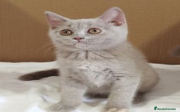 Británico de Pelo Corto gatos en venta: British Shorthair última hembra  - Imagen 16