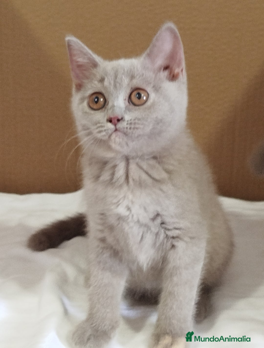 Británico de Pelo Corto gatos en venta: British Shorthair última hembra  - Imagen 16