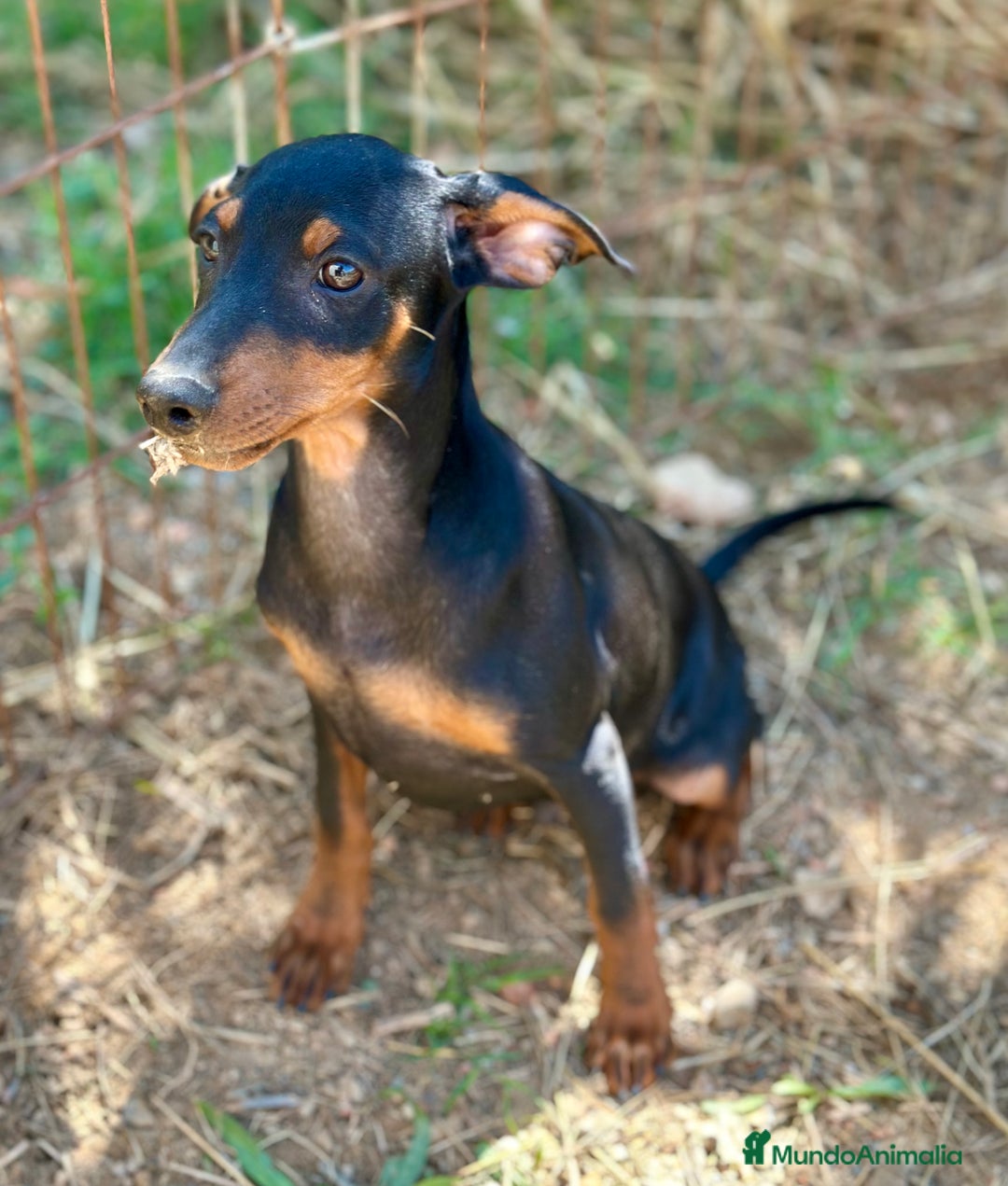 Pinscher Alemán perros en venta: PINSCHER ALEMÁN OPORTUNIDAD - Imagen 2