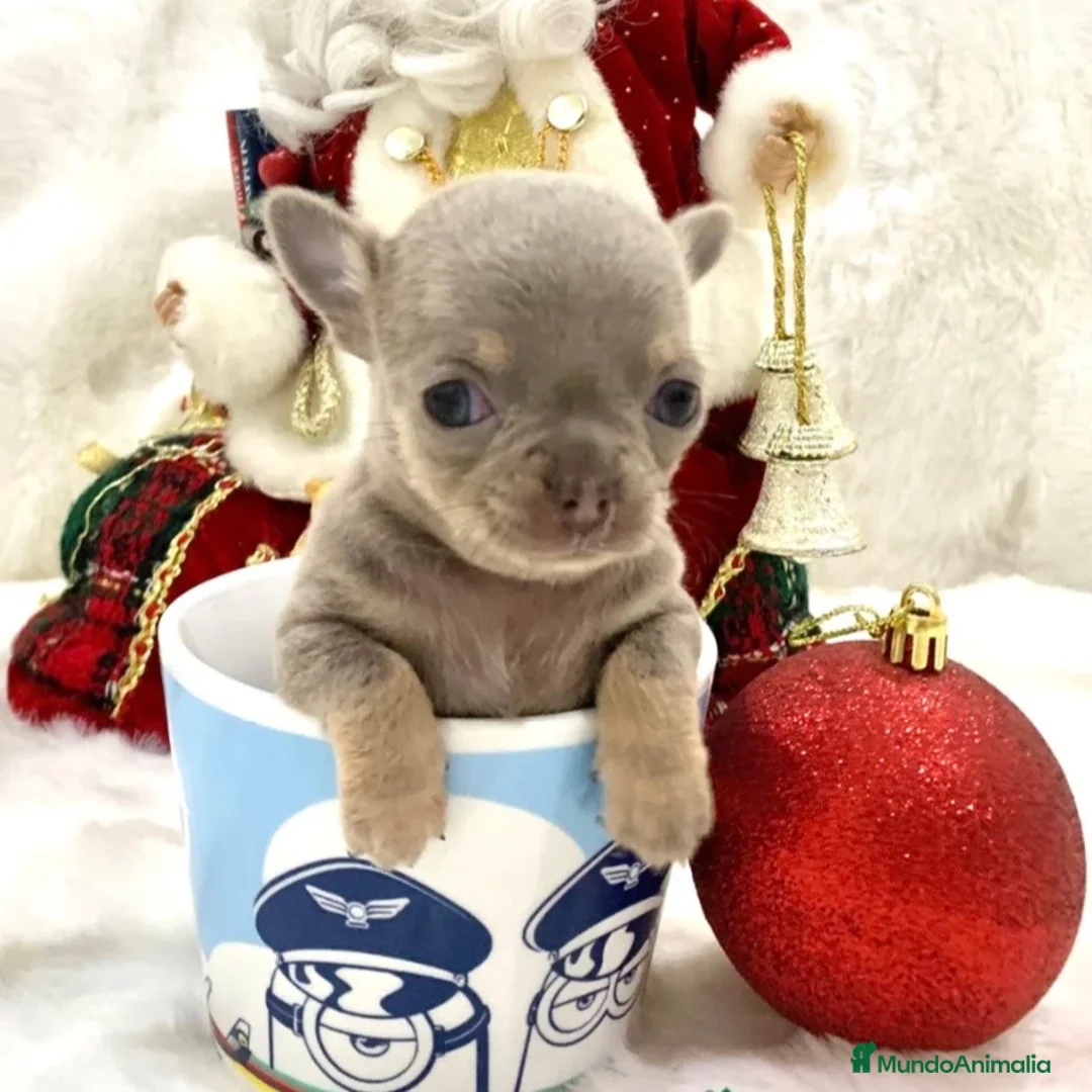 Chihuahua perros en venta: Chihuahua Lilac - Anuncio 3