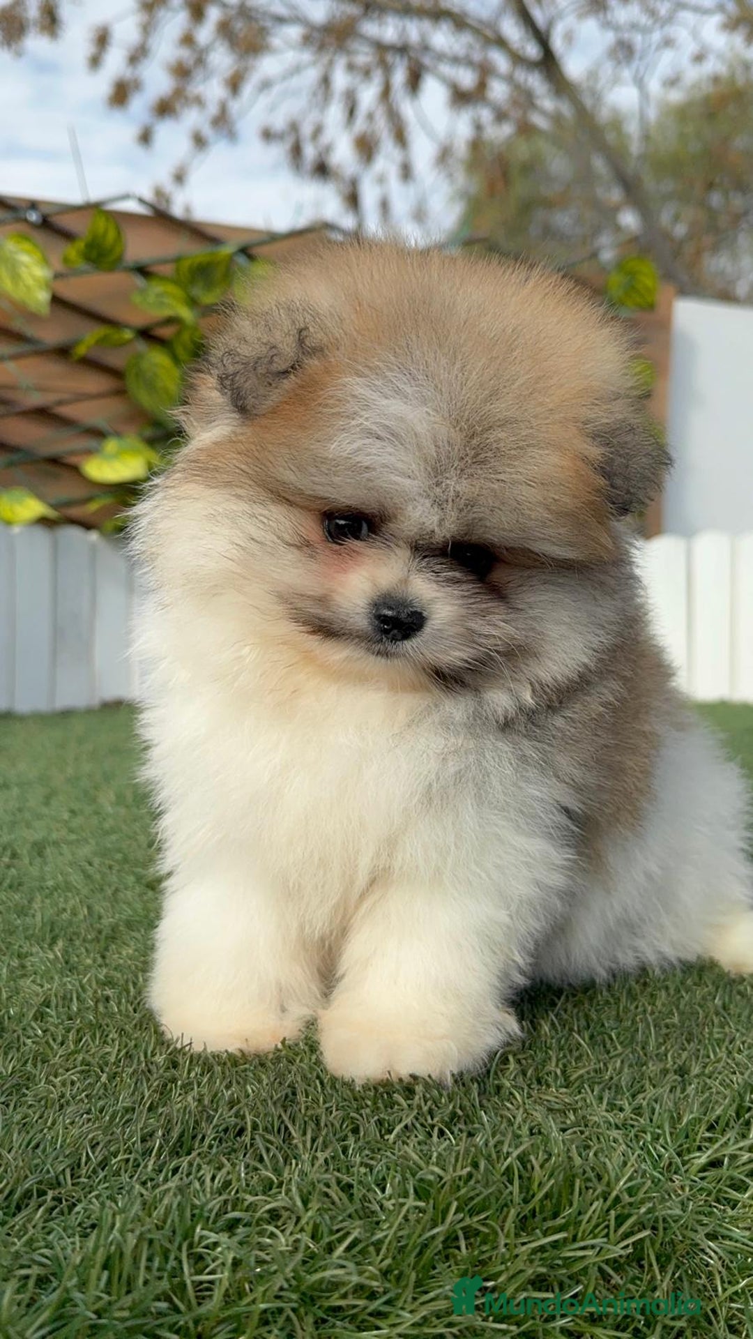 Pomerania perros en venta: POMERANIA HEMBRA DISPONIBLE - Anuncio 4