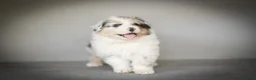 Pastor Australiano perros en venta: Cachorros Pastor Australiano - Anuncio 4