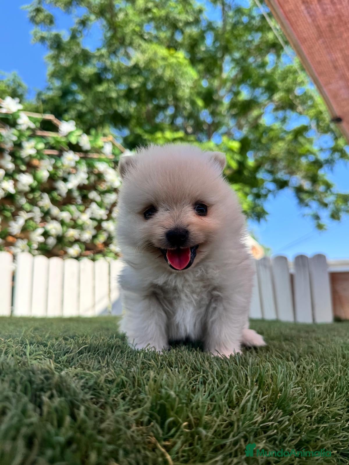 Pomerania perros en venta: POMERANIA - Anuncio 7