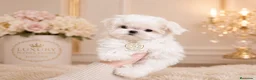 Bichón Maltés perros en venta: Bichon maltes toy  - Anuncio 1