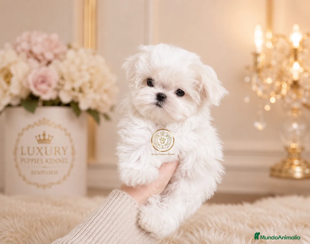 Bichón Maltés perros en venta: Bichon maltes toy  - Anuncio 1