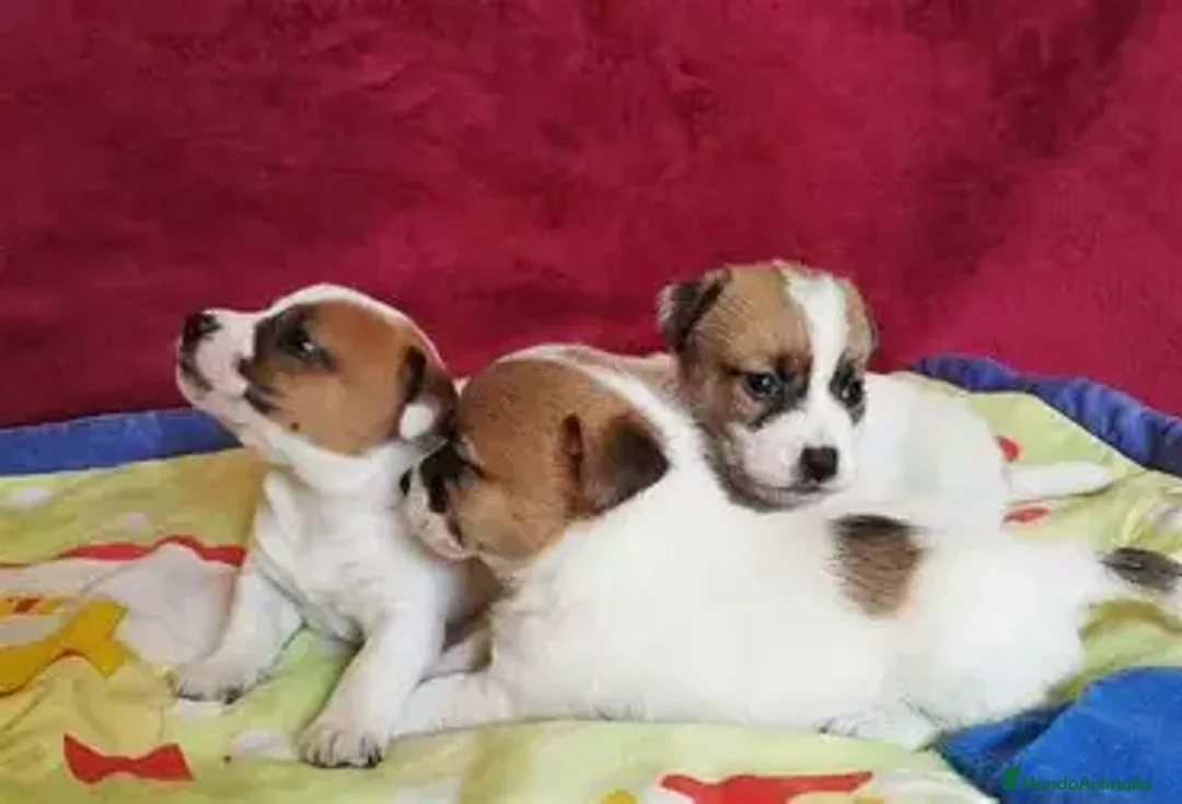 Jack Russell Terrier perros en venta: JACK RUSSEL PELO CORTO - Imagen 1