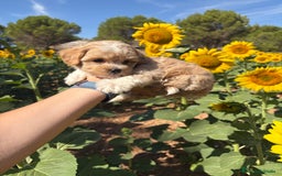 Maltipoo perros en venta: Maltipoo disponible  - Imagen 9