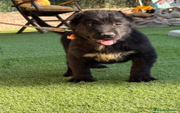 Pastor de Asia Central perros en venta: Cachorra de kangal x Alabai  - Imagen 4