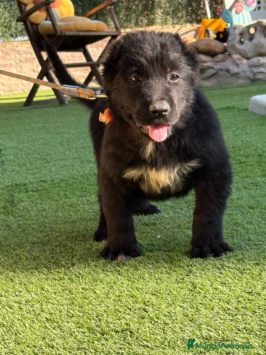 Pastor de Asia Central perros en venta: Cachorra de kangal x Alabai  - Imagen 4