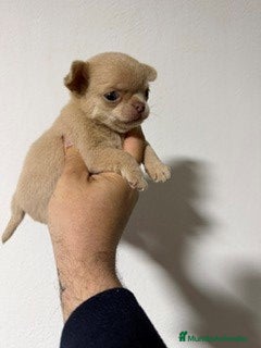 Chihuahua perros chihuhuas toy - Anuncio 1