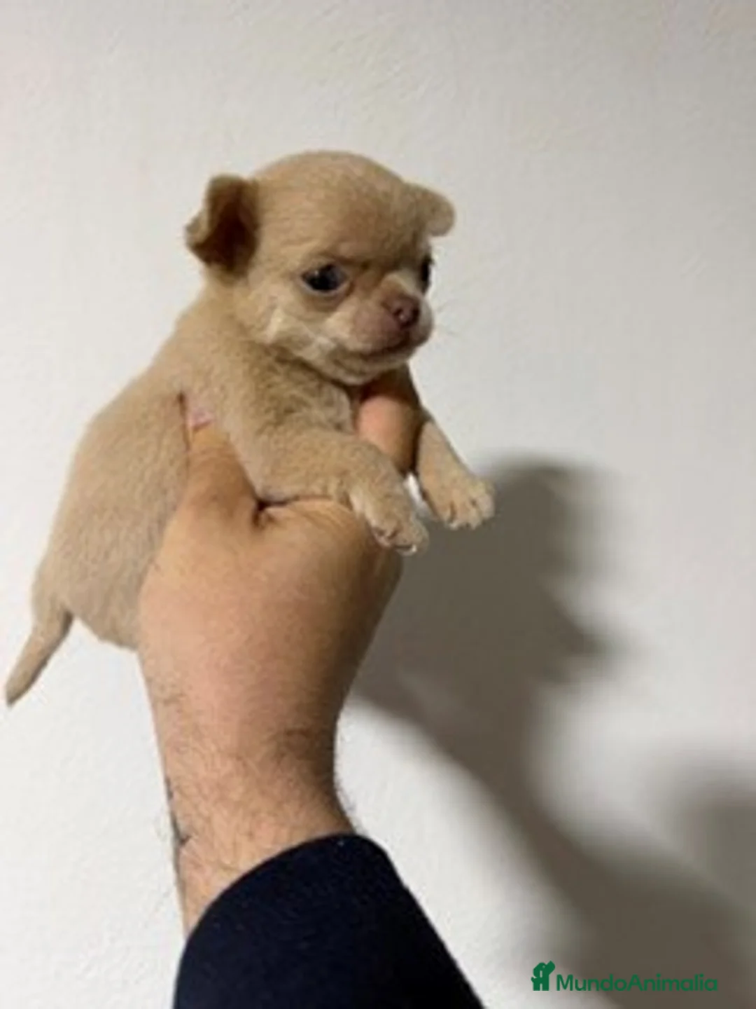 Chihuahua perros en venta: chihuhuas toy - Anuncio 1