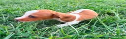 Teckel Miniatura perros en venta: Teckel kaninchen  - Anuncio 17