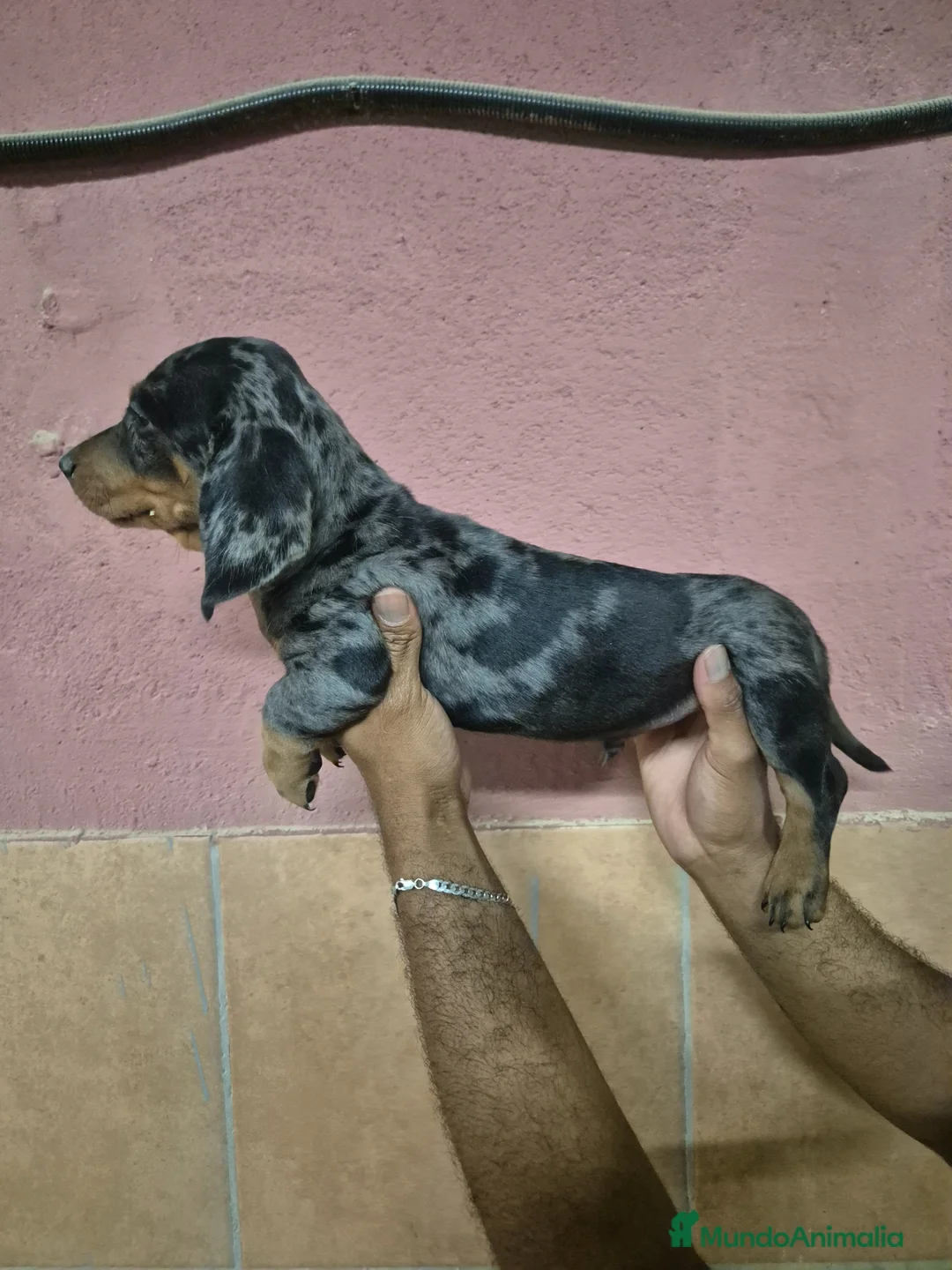 Teckel perros en venta: Teckel arlequín y negro  en Girona - Anuncio 2