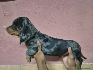 Teckel perros Teckel arlequín y negro - Anuncio 2