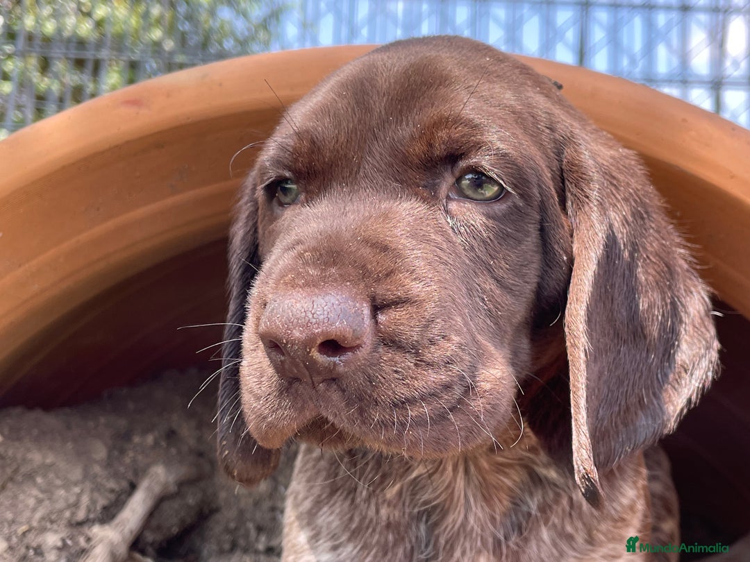 Braco Alemán de Pelo Corto perros en venta: Excelentes Bracos Alemanes  - Imagen 1
