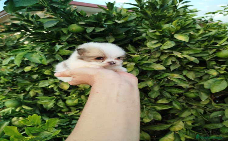 Pomerania perros - Anuncio 5