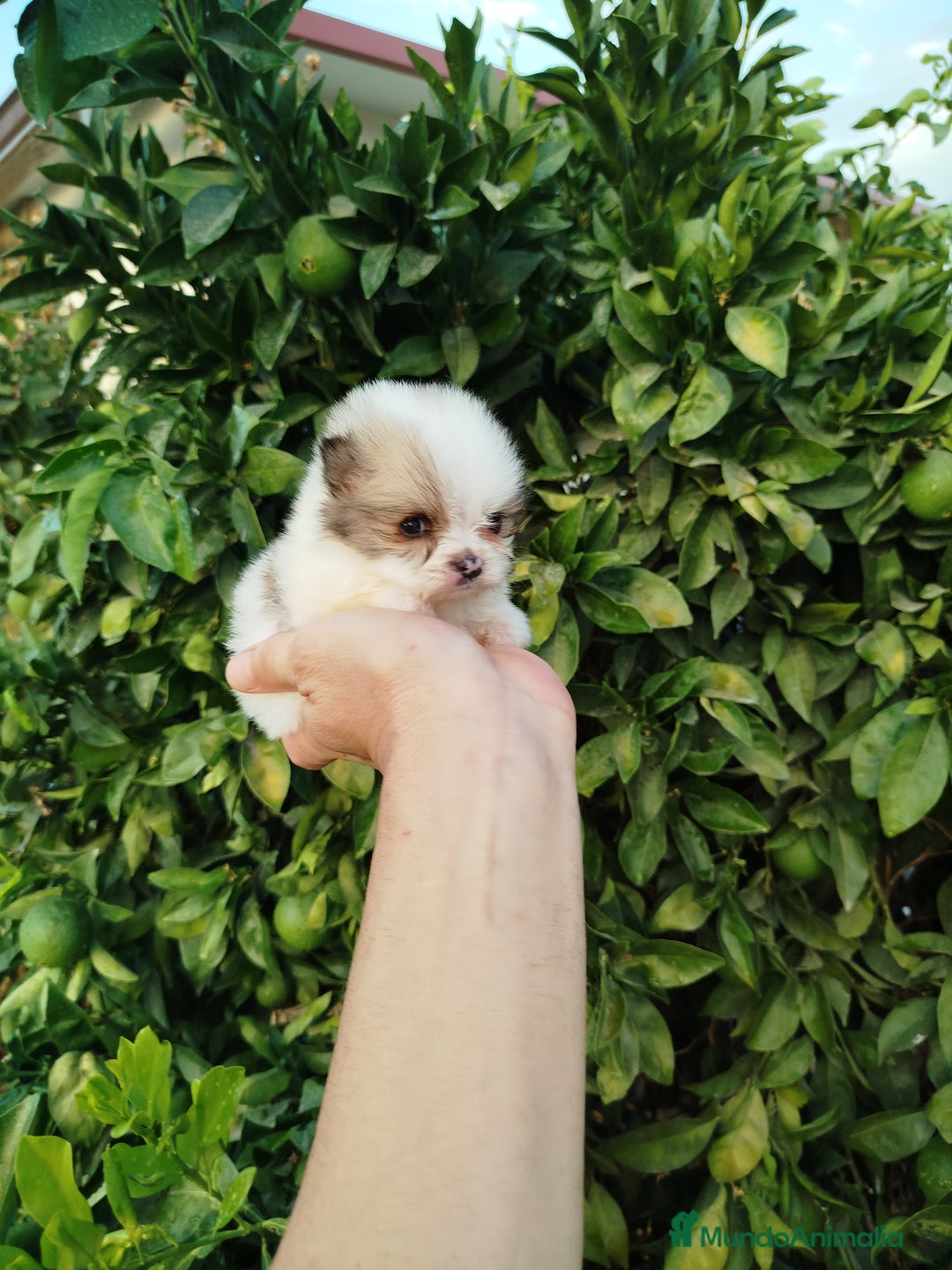 Pomerania perros en venta: Lulú de pomerania toy  - Imagen 1