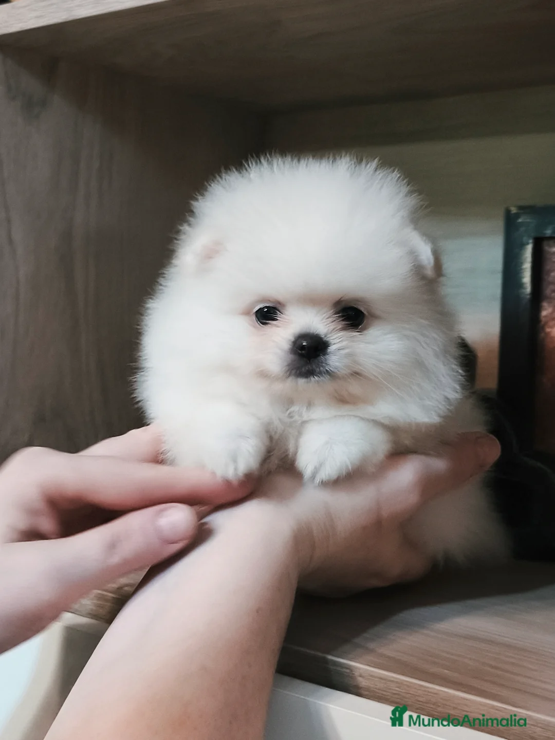 Pomerania perros en venta: Pomerania de calidad  - Anuncio 3